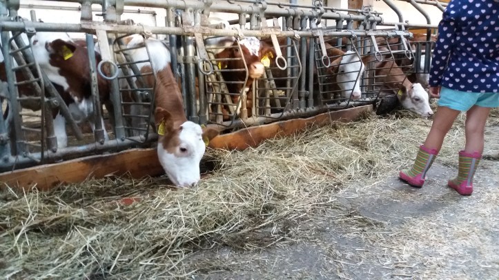 Kühe am Chiemsee mit BestFewo