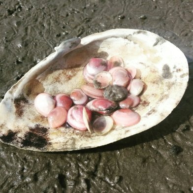 Basteln mit Muscheln