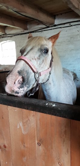 Bauern und Reiterhof Peine Cuxhaven