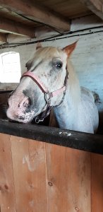 Bauern und Reiterhof Peine Cuxhaven