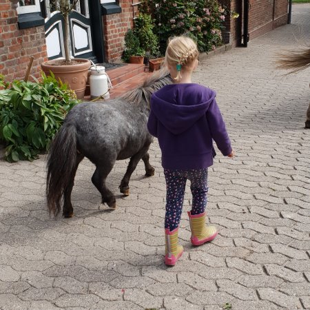 Reiter und Bauernhof Peine Cuxhaven Holte-Spangen