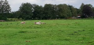Bauern und Reiterhof Peine Cuxhaven